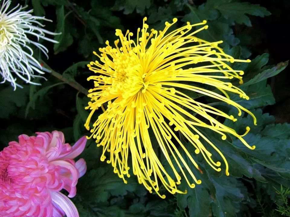 重陽賞菊，正好以此詩書畫下酒！